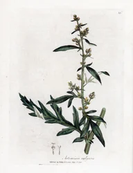 Gemeiner oder vulgärer Beifuß - Beifuß, Artemisia vulgaris. Handkolorierte Kupferstichgravur von James Sowerby aus William Woodville und Sir William Jackson Hooker