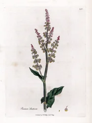 Gemeiner Oseillle oder großer Sauerampfer - Gartensauerampfer, Rumex acetosa. Handkolorierte Kupferstichgravur von James Sowerby aus William Woodville und Sir William Jackson Hooker