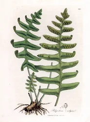 Gemeiner Tüpfelfarn oder Waldsüßholz (Farn) - Gemeiner Tüpfelfarn, Polypodium vulgare. Handkolorierte Kupferstichgravur aus einer botanischen Illustration von James Sowerby aus William Woodville und Sir William Jackson Hooker