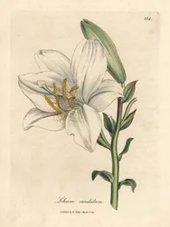 Weiße Lilie, Lilium candidum