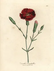Purpurrote Nelke, Dianthus caryophyllus
