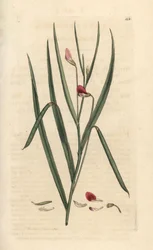 Purpurrote Platterbse, Lathyrus nissolia. Handkolorierter Kupferstich nach einer Illustration von James Sowerby aus James Smiths English Botany, London