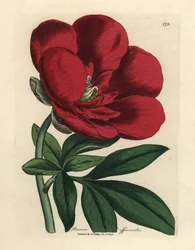 Purpurrote Pfingstrose, Paeonia officinalis