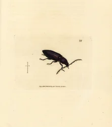 Kupferstecherkäfer (Elater chalybeus). Handkolorierter Kupferstich von James Sowerby aus The British Miscellany, oder Coloured figures of new, rare, or little known animal subjects.