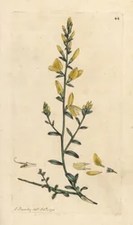 Färber-Ginster oder Färber-Ginster, Genista tinctoria. Handkolorierte Kupferstichgravur nach einer Illustration von James Sowerby aus James Smith