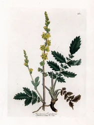 Eupatorischer Sauerampfer - Odermennig, Agrimonia eupatoria. Handkolorierte Kupferstich-Illustration von James Sowerby aus William Woodville und Sir William Jackson Hookers „Medical Botany“, John Bohn, London