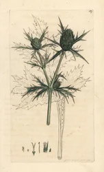 Feld-Mannstreu, Eryngium campestre. Handkolorierter Kupferstich nach einer Illustration von James Sowerby aus James Smiths English Botany, London
