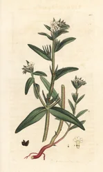 Acker-Steinsame, Buglossoides arvensis. Handkolorierter Kupferstich nach einer Illustration von James Sowerby aus James Smiths English Botany, London
