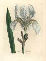 Florentiner Schwertlilie, Iris florentina