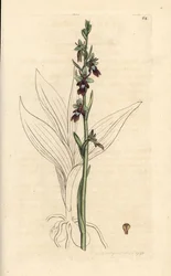 Fliegen-Ragwurz, Ophrys insectifera. Handkolorierter Kupferstich nach einer Illustration von James Sowerby aus James Smiths English Botany, London