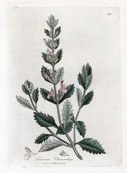 Eichenblättriger Gamander - Gemeiner Gamander, Teucrium chamaedrys. Handkolorierte Kupferstichgravur aus einer botanischen Illustration von James Sowerby aus William Woodville und Sir William Jackson Hooker