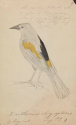 Goldflügeliger Kakadu