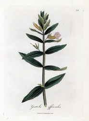 Gnadenkraut, Gratiola officinalis