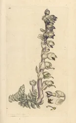 Große Zahnwurz, Lathraea squamaria. Handkolorierter Kupferstich nach einer Illustration von James Sowerby aus James Smiths English Botany, London