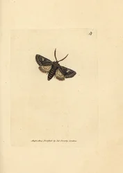 Grünlich gefleckte Motte, Valeria oleagina. Handkolorierter Kupferstich von James Sowerby aus The British Miscellany, or Coloured figures of new, rare, or little known animal subjects