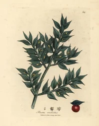 Grünblühender Mäusedorn, Ruscus aculeatus