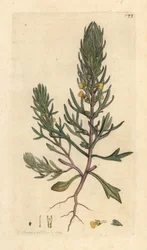 Erd-Kiefer, Ajuga chamaepitys