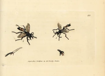Haarige Sandwespe, Podalonia hirsuta