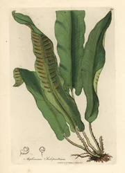 Hirschzungenfarn, Asplenium scolopendrium