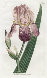 Iris mit Holunderduft - Lithografie von James Sowerby (1757-1822), Platte aus William Curtis