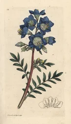 Jakobsleiter, Polemonium caeruleum. Handkolorierter Kupferstich nach einer Illustration von James Sowerby aus James Smiths English Botany, London
