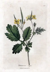 Großes Schöllkraut oder Große Lichtnelke - Großes Schöllkraut, Chelidonium majus. Handkolorierte Kupferstichgravur aus einer botanischen Illustration von James Sowerby aus William Woodville und Sir William Jackson Hooker