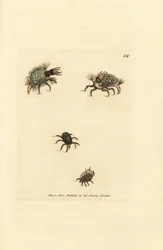 Larve des Hemerobius (Florfliege) bekleidet mit Flechte, mit Milbe, Acarus amictus und kleiner Korbmilbe, Acarus corbicula. Handkolorierter Kupferstich von James Sowerby aus The British Miscellany, or Coloured figures of new, rare, or little known animal s