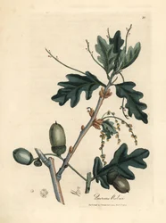 Blätter und Eicheln der Stieleiche, Quercus robur