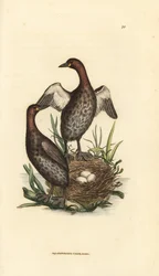 Zwergtaucher, Tachybaptus ruficollis (kleiner schwarzkehliger Taucher, Colymbus hebridicus?). Paar auf einem Nest mit drei Eiern. Handkolorierter Kupferstich von James Sowerby aus The British Miscellany, or Coloured figures of new, rare, or little known