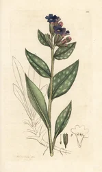 Lungenkraut, Pulmonaria officinalis. Handkolorierter Kupferstich nach einer Illustration von James Sowerby aus James Smiths English Botany, London