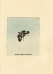 Marmorierte Krönungsmotte, Hadena confusa. Handkolorierter Kupferstich von James Sowerby aus The British Miscellany, or Coloured figures of new, rare, or little known animal subjects