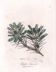 Marseille-Astragalus oder Mutterkissen - Ziegenhorn-Tragant, Astragalus tragacantha. Handkolorierte Kupferstich-Illustration von James Sowerby aus William Woodville und Sir William Jackson Hookers „Medical Botany“, John Bohn, London