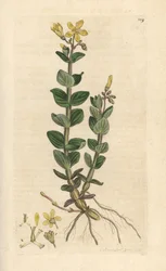Sumpf-Johanniskraut, Hypericum elodes. Handkolorierter Kupferstich nach einer Illustration von James Sowerby aus James Smith