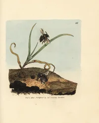 Sandbiene, Andrena nigroaenea