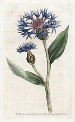 Berg-Flockenblume - Lithographie von James Sowerby (1757-1822), aus William Curtis