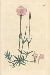 Berg-Nelke, Dianthus caesius. Handkolorierter Kupferstich nach einer Illustration von James Sowerby aus James Smiths English Botany, London