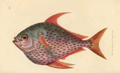 Opah, Lampris guttatus (Zeus opah). Handkolorierter Kupferstich von James Sowerby aus The British Miscellany, oder Coloured figures of new, rare, or little known animal subjects.