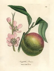 Pfirsichbaum mit reifen Früchten und rosa Blüten, Amygdalus persica