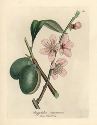 Rosa blühender Mandelbaum, Amygdalus communis