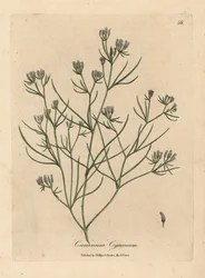 Rosa blühender Kümmel, Cuminum cyminum