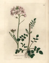 Rosa blühendes Wiesenschaumkraut, Cardamine pratensis