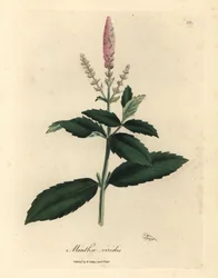 Rosa blühende Krauseminze, Mentha viridis