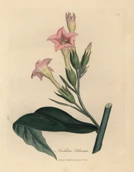 Rosa blühende Tabakpflanze, Nicotiana tabacum