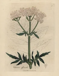 Rosa blühender Baldrian, Valeriana officinalis