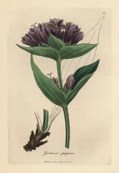 Purpurroter Enzian, Gentiana purpurea