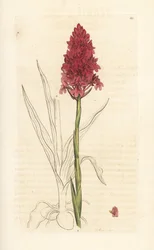 Pyramiden-Hundswurz, Anacamptis pyramidalis. Handkolorierter Kupferstich nach einer Illustration von James Sowerby aus James Smiths English Botany, London