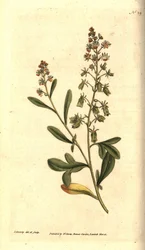 Reseda odorant - Wohlriechende Reseda oder Mignonette, Reseda odorata. Handkolorierte Kupferstichgravur und botanische Illustration von James Sowerby aus William Curtis
