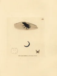 Kurzflügelkäfer, Velleius dilatatus (Gezähnter Staphylinus, Staphylinus concolor). Handkolorierte Kupferstichgravur von James Sowerby aus The British Miscellany, oder Coloured figures of new, rare, or little known animal subjects.