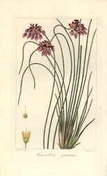 Binsenlilie, Sowerbaea juncea, heimisch in Australien. Benannt nach dem botanischen Künstler James Sowerby. Handkolorierter Punktstich auf Kupfer von Barrois nach einer botanischen Illustration von Pancrace Bessa aus Mordant de Launays Herbier General de l