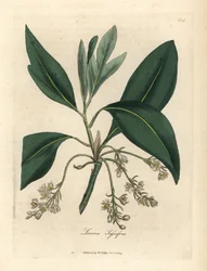 Sassafrasbaum, Laurus sassafras